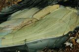 Polished Slab of Blue Mountain Jasper - Oregon #355269-1